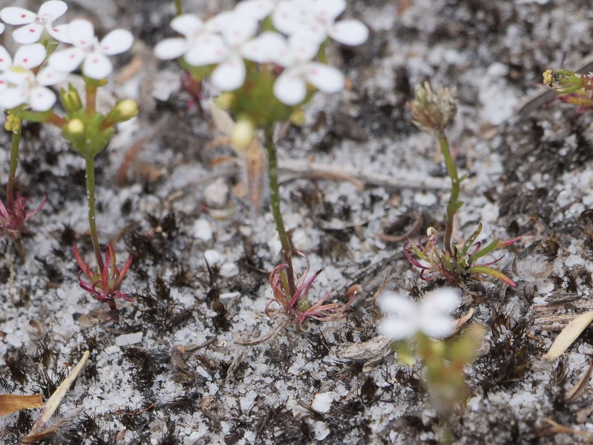 Image of Stylidium guttatum R. Br.