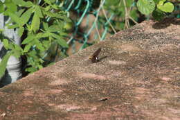 Image of Epargyreus aspina Evans 1952