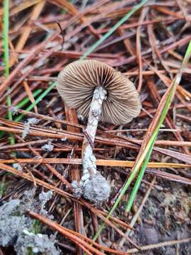 Image of Psilocybe aucklandiae Guzmán, C. C. King & Bandala 1991