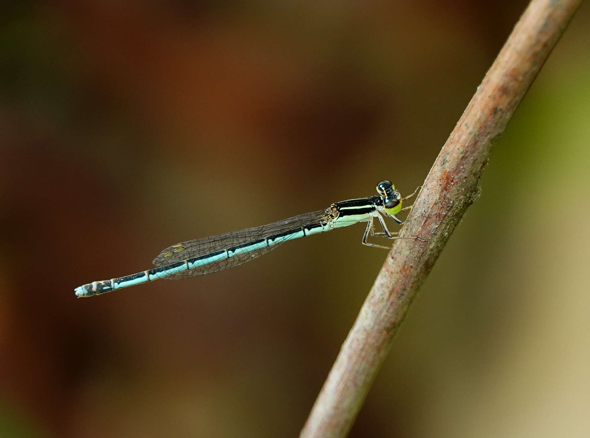 Imagem de Agriocnemis lacteola Selys 1877