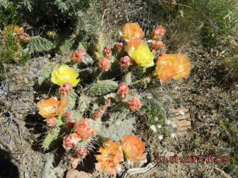 Image of hairspine pricklypear