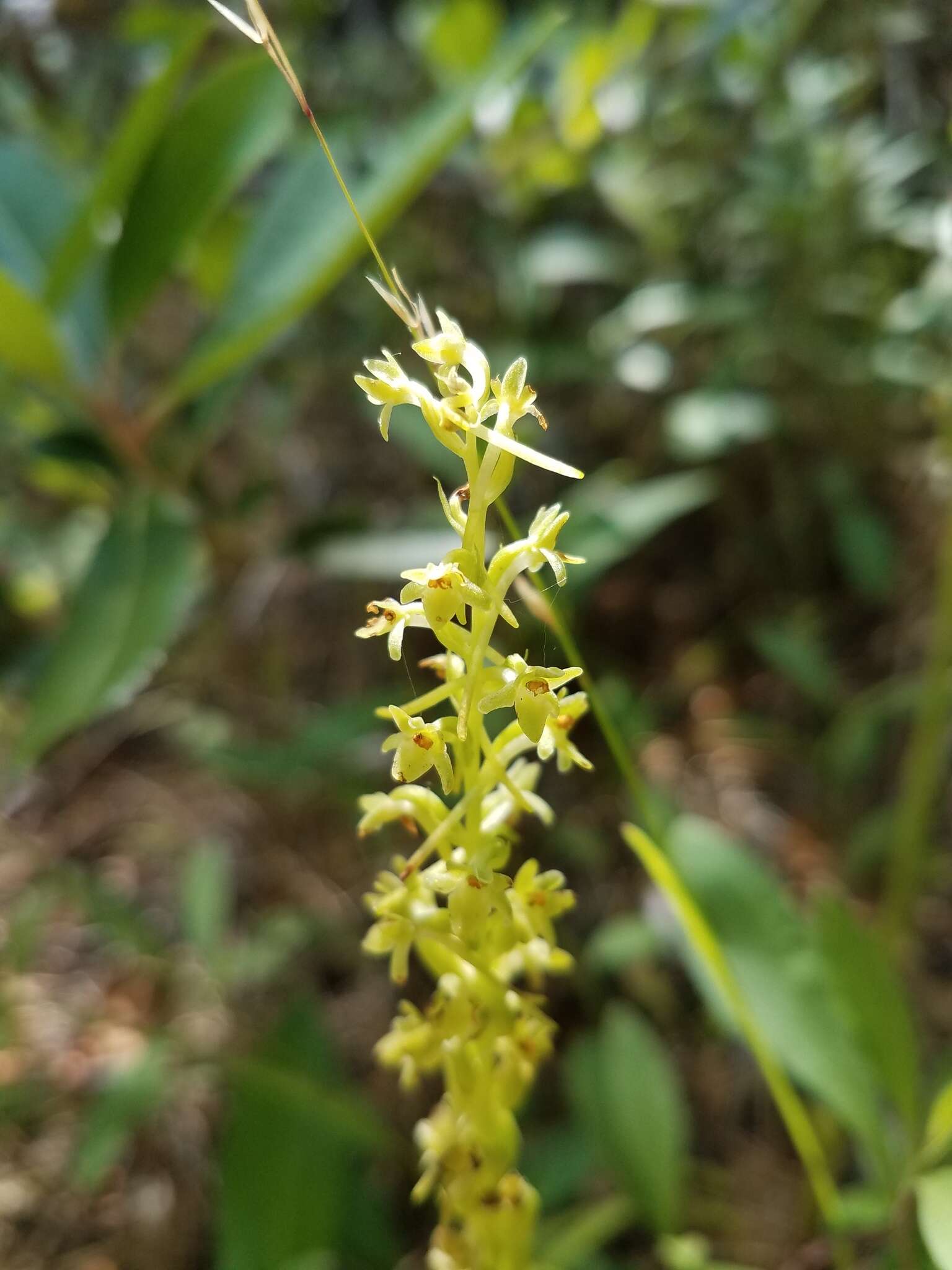 Image of Michael's rein orchid
