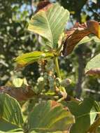 Imagem de Aesculus parryi A. Gray