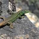 Image of Pena de Francia rock lizard