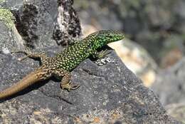 Image of Pena de Francia rock lizard