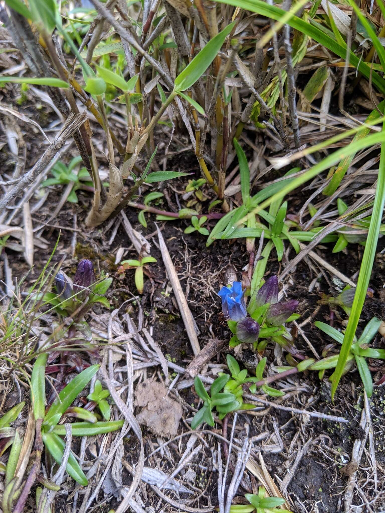 Image of Gentiana davidii var. formosana (Hayata) T. N. Ho