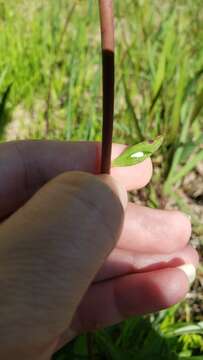 Image of Red Milkweed