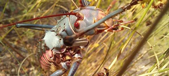 Image of Armoured Katydid