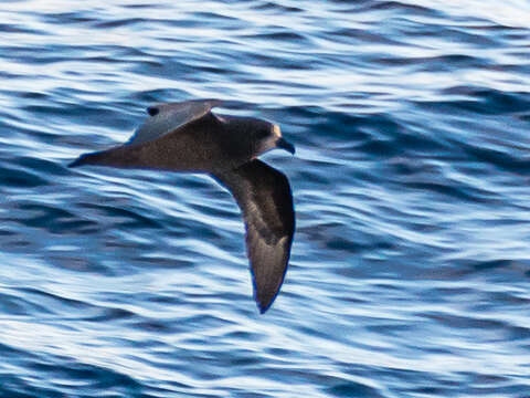 Image of Grey-faced Petrel