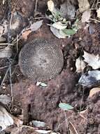 Image of Tricholoma moseri Singer 1989