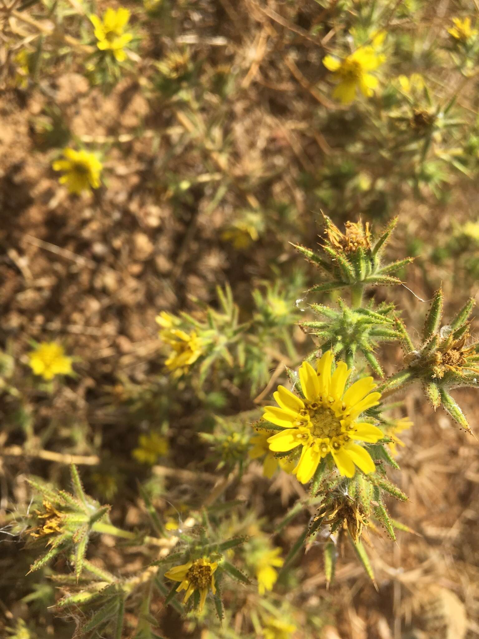 Image of Fitches Spikeweed