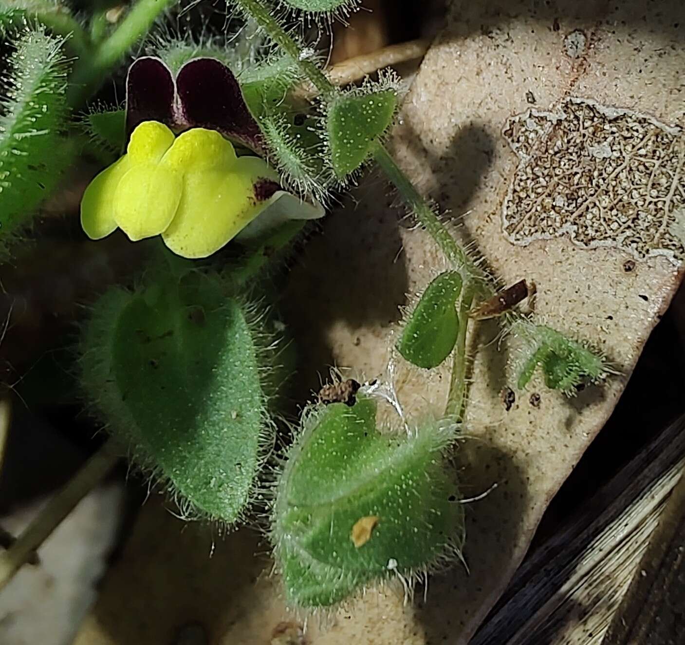 Image of Kickxia spuria subsp. integrifolia (Brot.) R. Fernandes