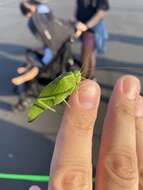 Image of California Angle-wing Katydid