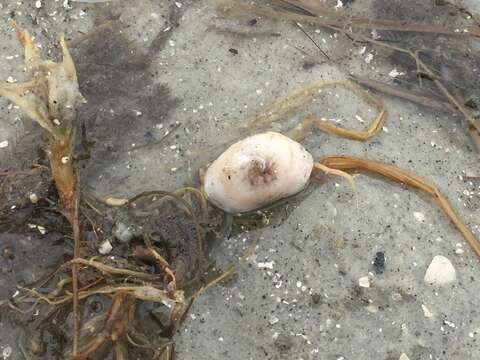 Image of hermit anemone