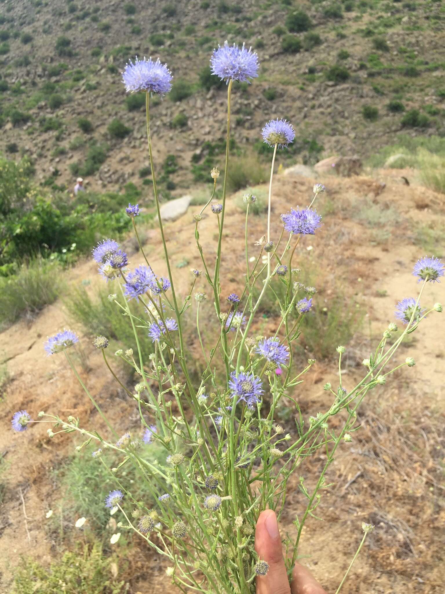 Image of Jasione heldreichii Boiss. & Orph.