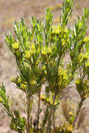 Image of Featherbush