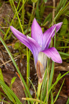 Image of Romulea ligustica Parl.