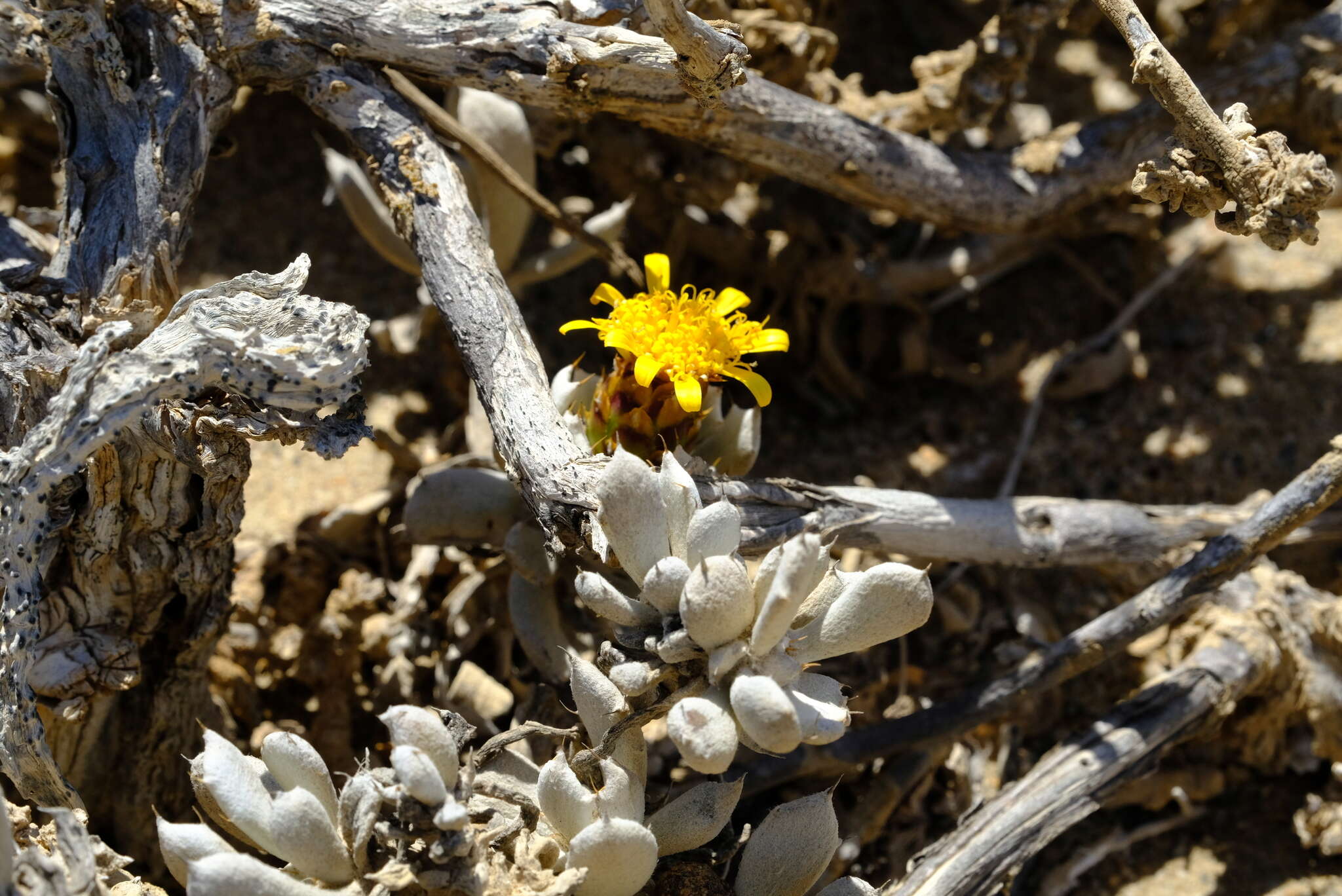 Image of Eremothamnus marlothianus O. Hoffm.