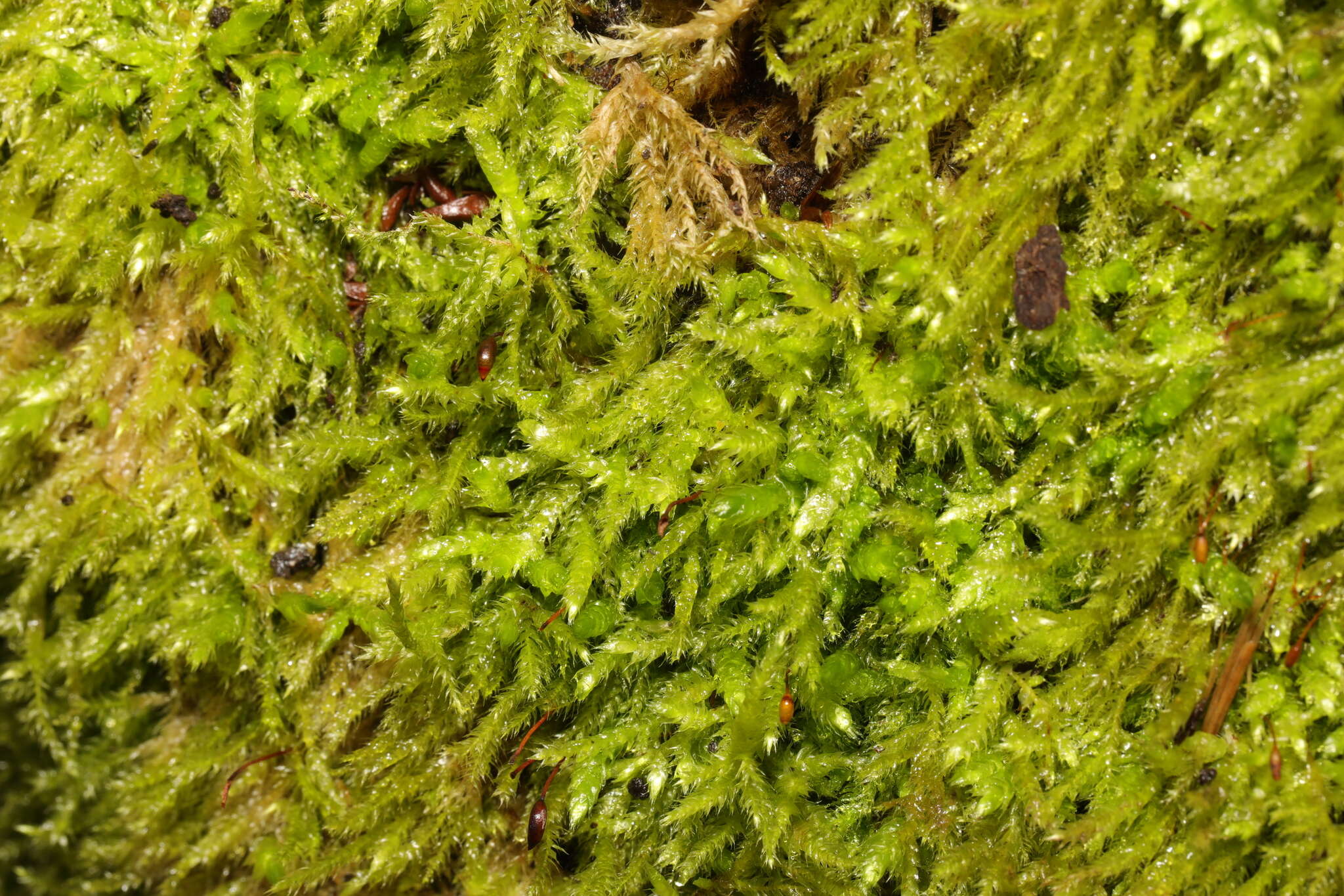 Image of eurhynchium moss