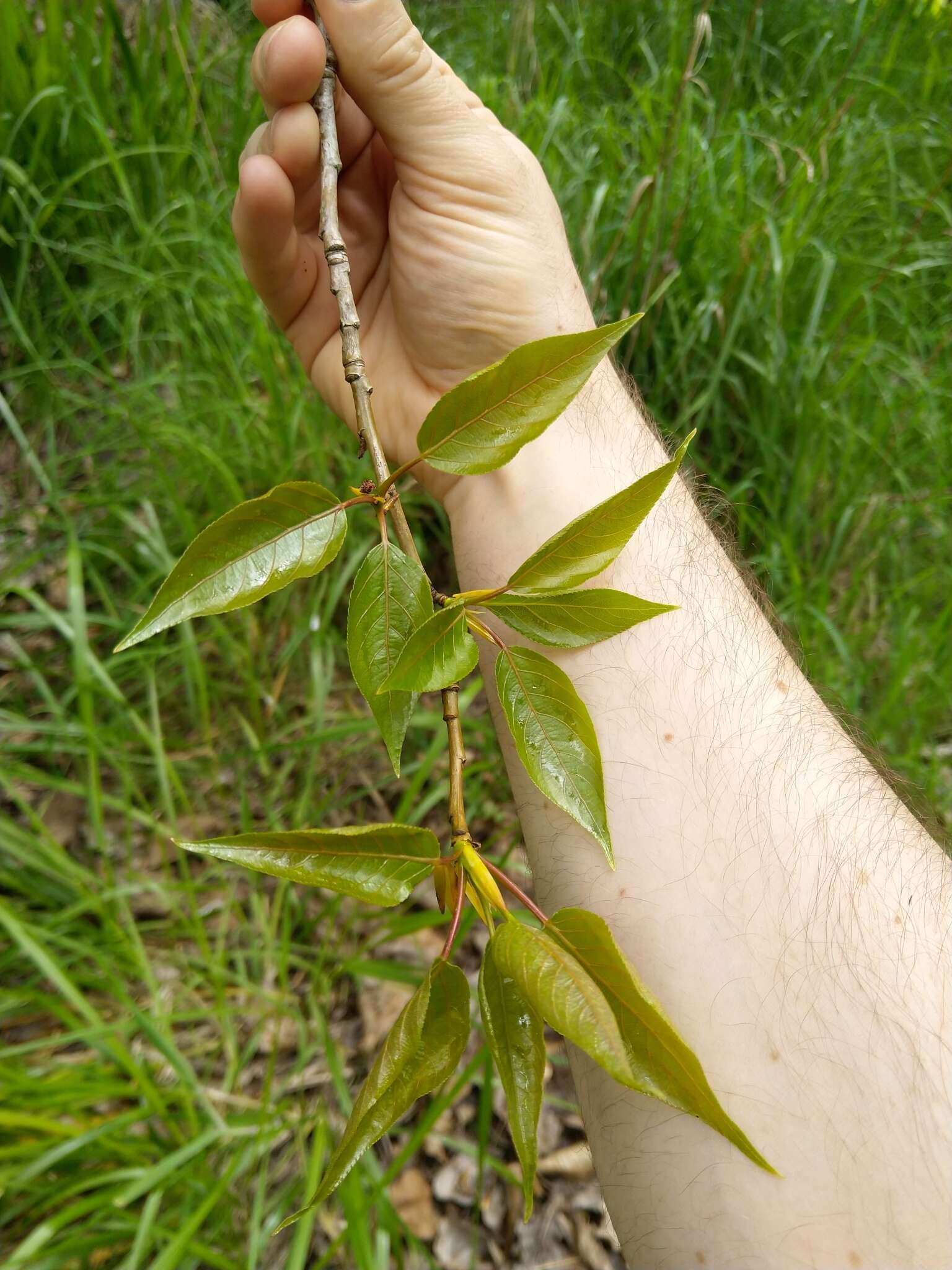 Image of Yunnan poplar