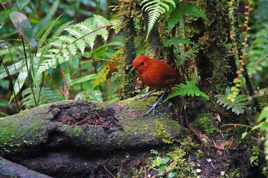 Image of Chestnut Antpitta