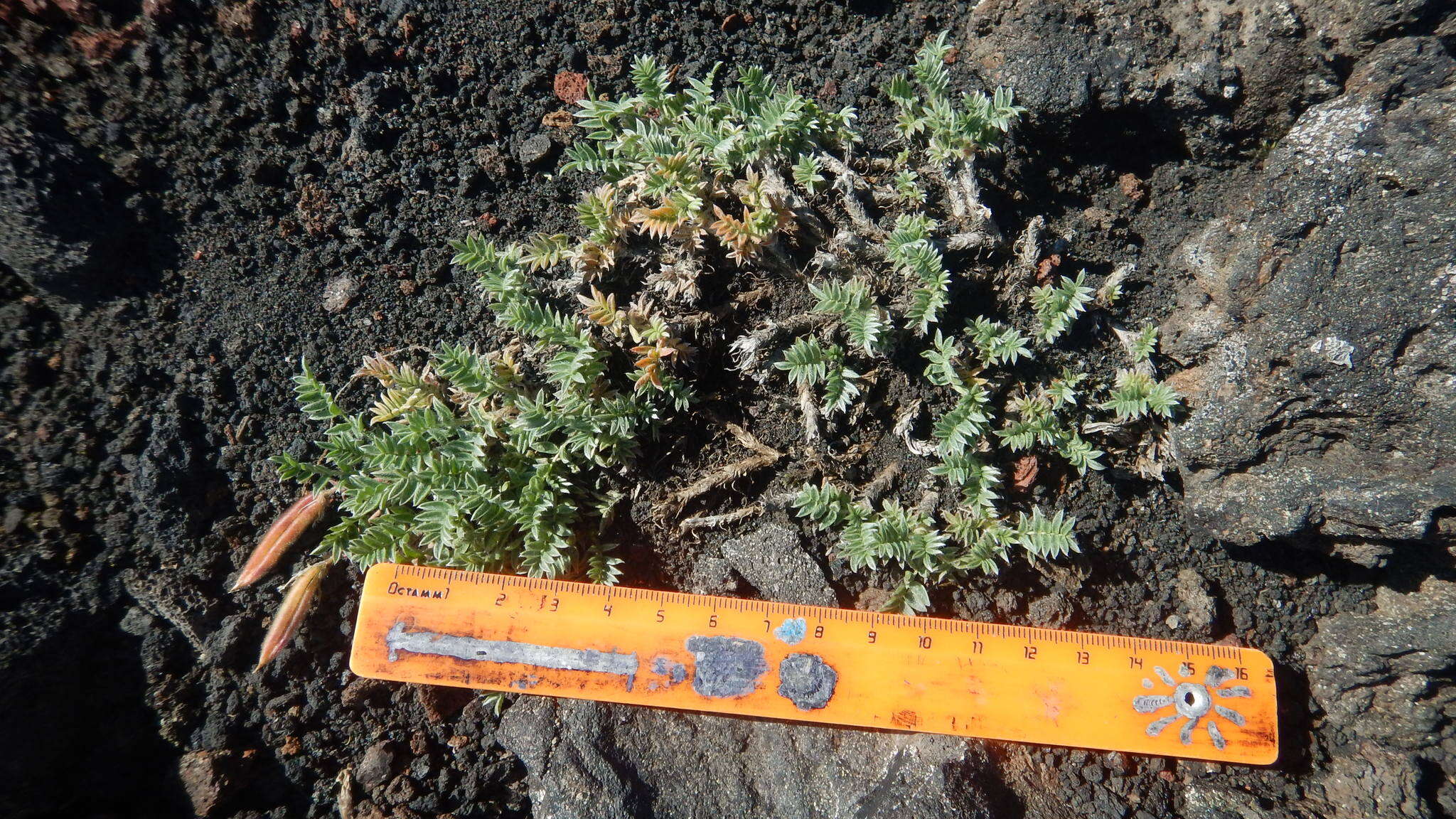 Image de Oxytropis revoluta Ledeb.