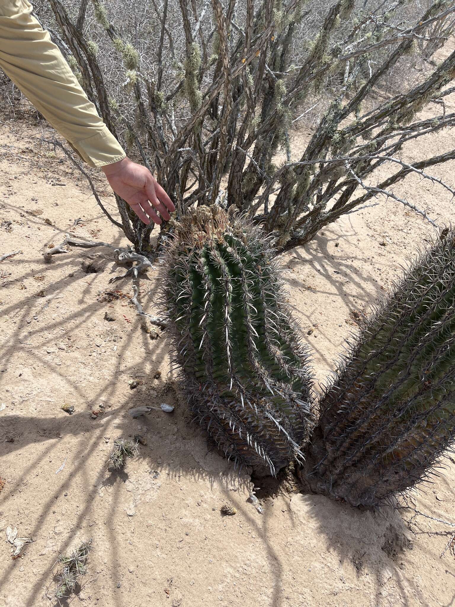 Ferocactus santa-maria Britton & Rose resmi