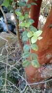 Image of Chilean Myrtle