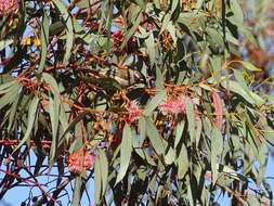 Image of Brown-headed Honeyeater