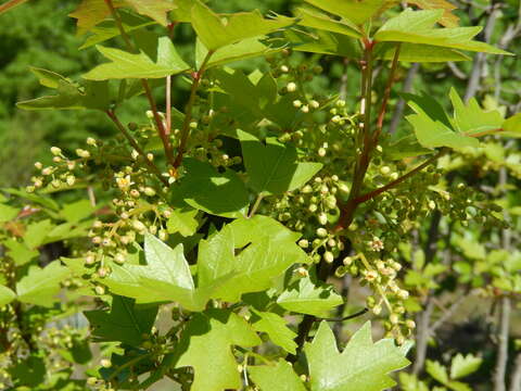 Image of eastern poison ivy