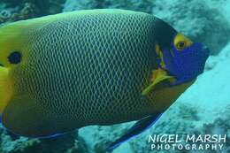 Image of Blue-face Angelfish