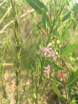 Plancia ëd Lythrum californicum Torr. & Gray