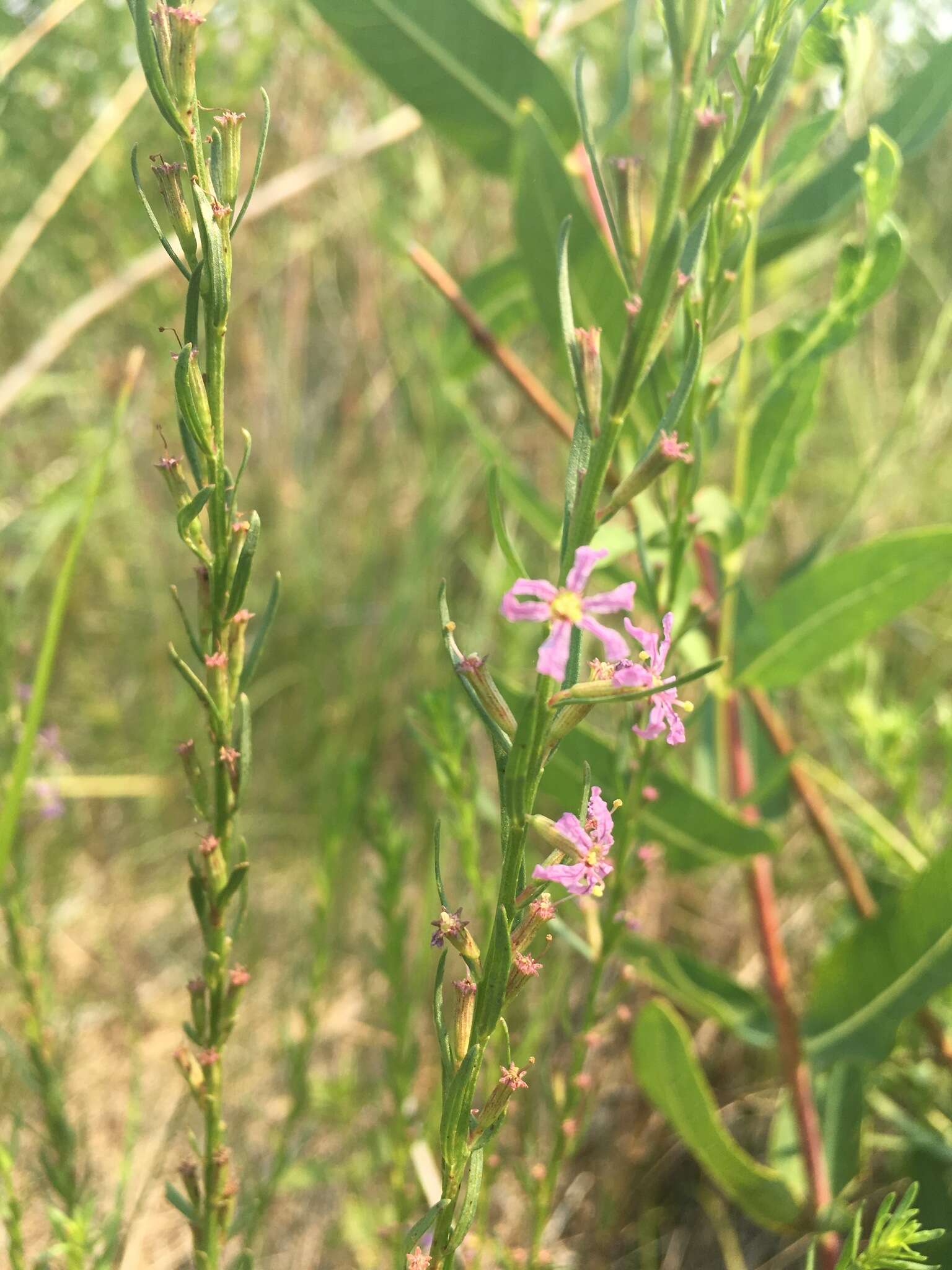 Plancia ëd Lythrum californicum Torr. & Gray