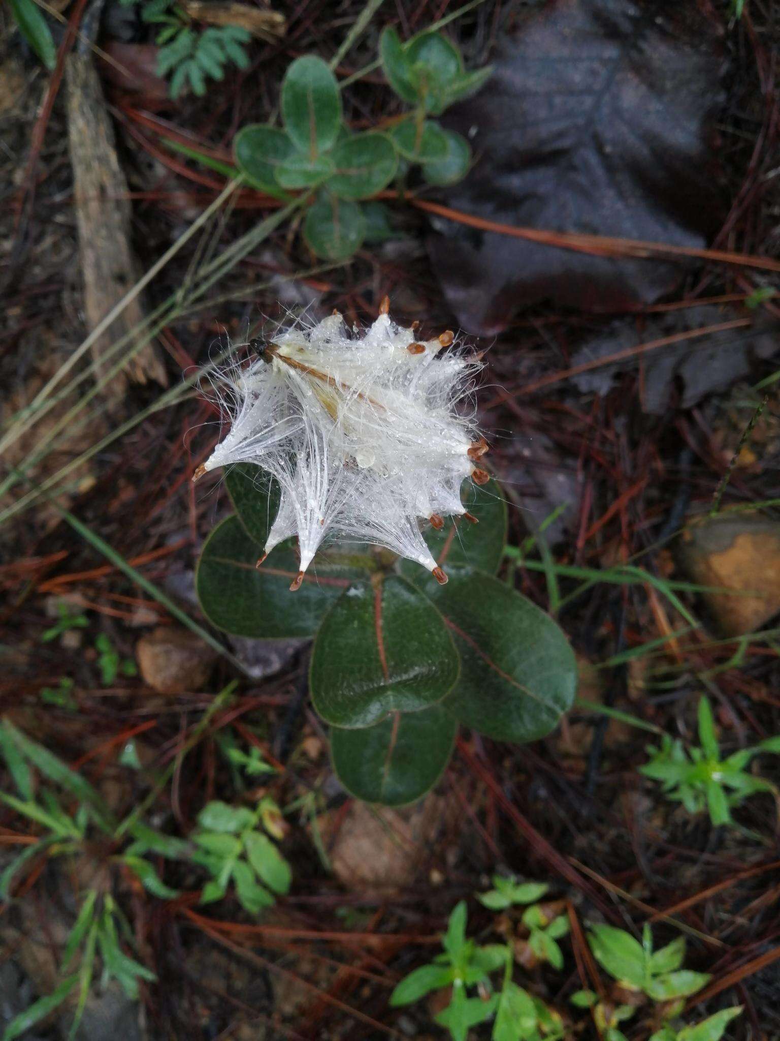 Asclepias jaliscana Robinson的圖片