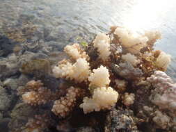 Image of Cauliflower coral