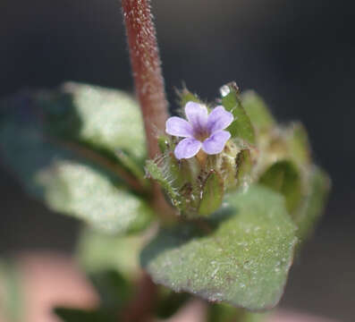 Image of Hygrophila abyssinica (Hochst. ex Nees) T. Anders.