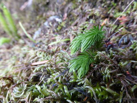 Image of Miyoshi's clubmoss