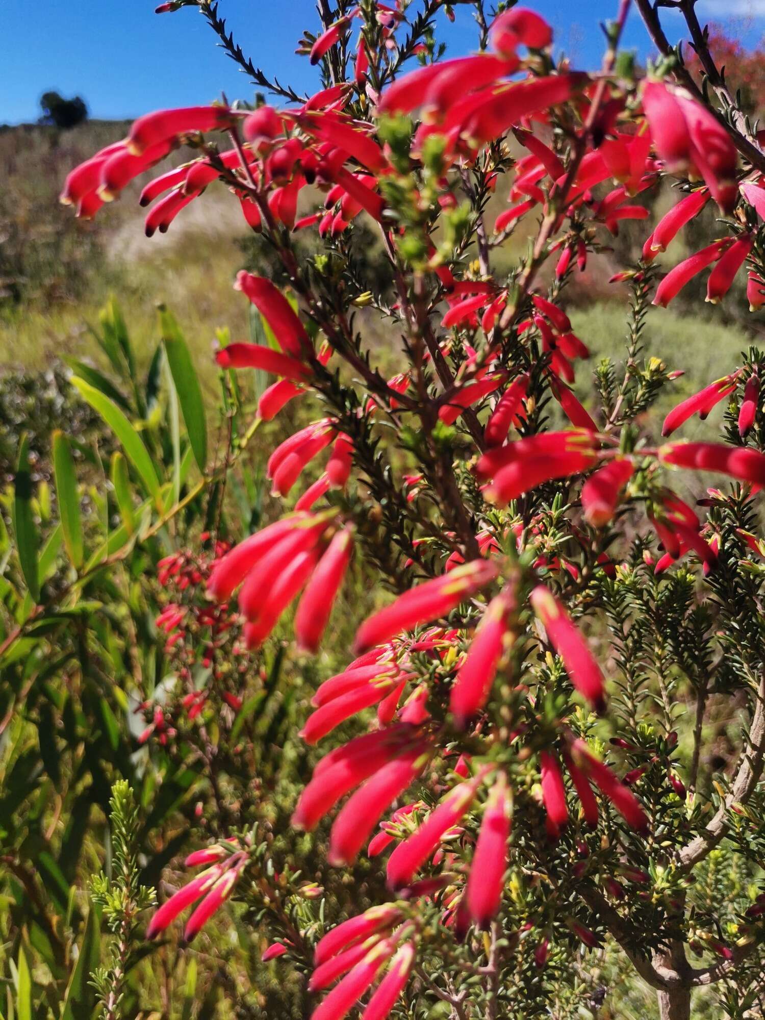 Imagem de Erica chloroloma Lindl.