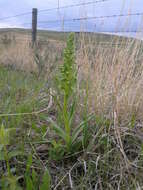 Image of Frog orchid