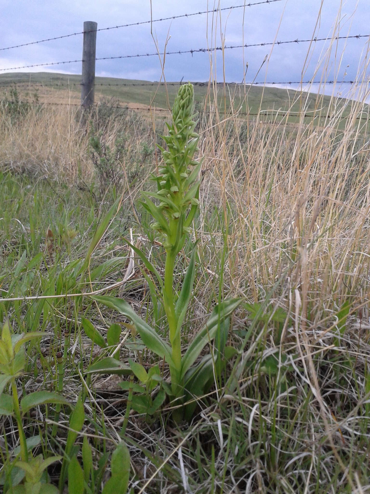 Image of Frog orchid