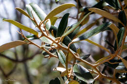 Image of Capparis cynophallophora L.