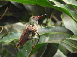 Imagem de Amazilia yucatanensis (Cabot & S 1845)