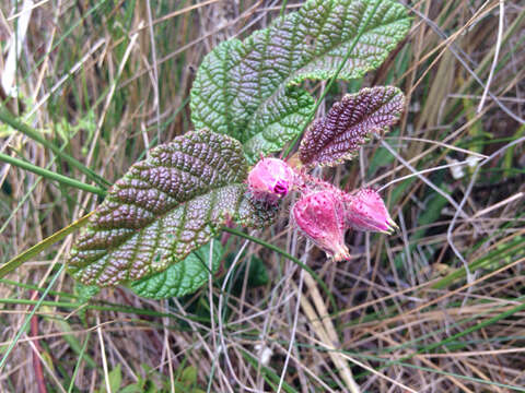 Image of Rubus acanthophyllos Focke