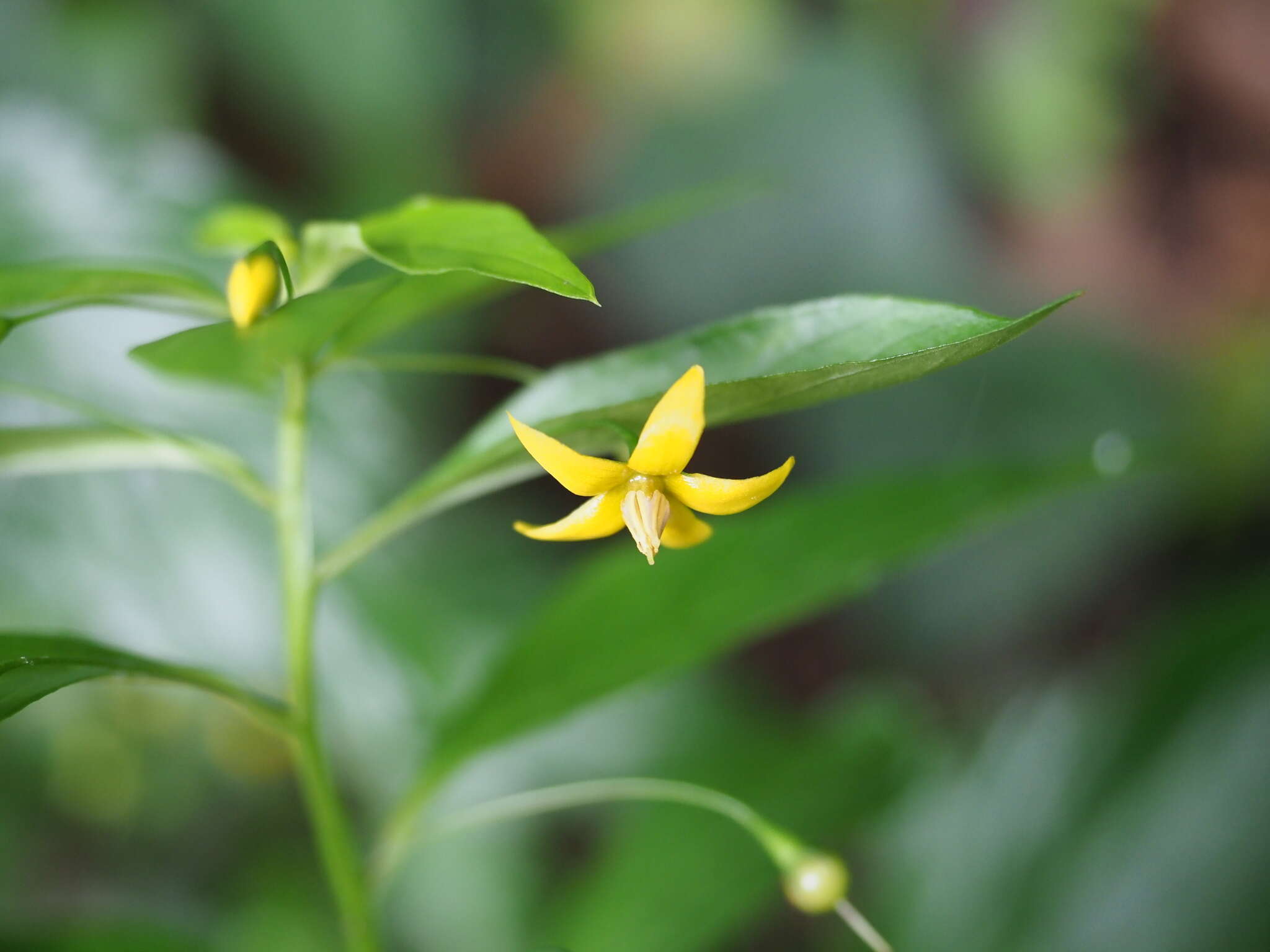 Image of Lysimachia sikokiana Miq.