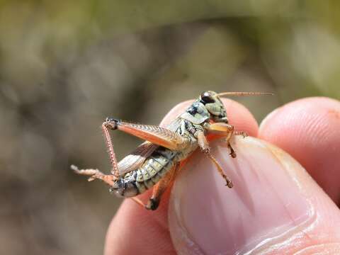 Слика од Melanoplus borealis (Fieber 1853)