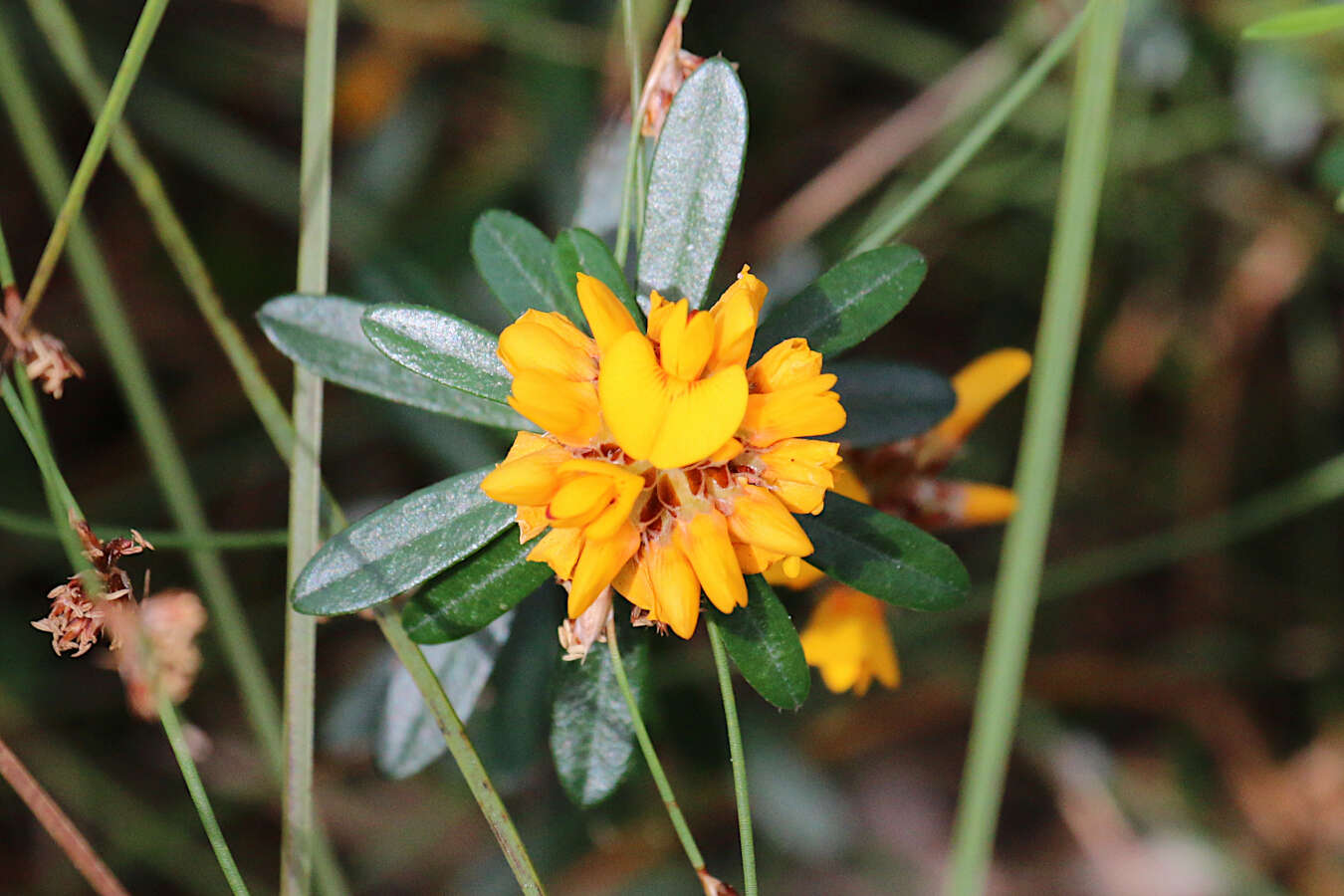 Слика од Pultenaea myrtoides Benth.