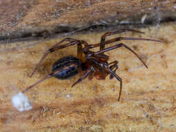 Image of Steatoda castanea (Clerck 1757)