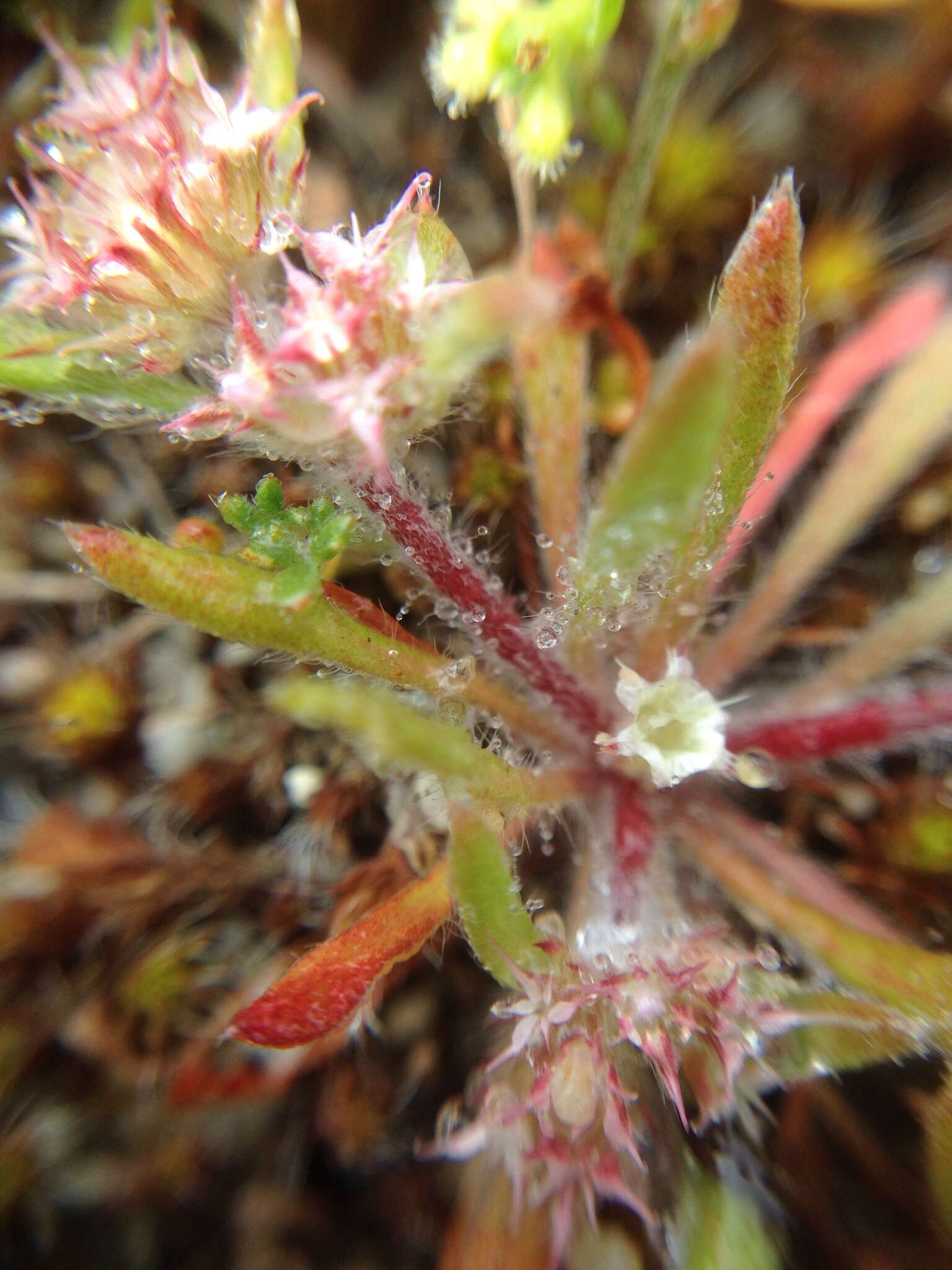 Image of Monterey spineflower