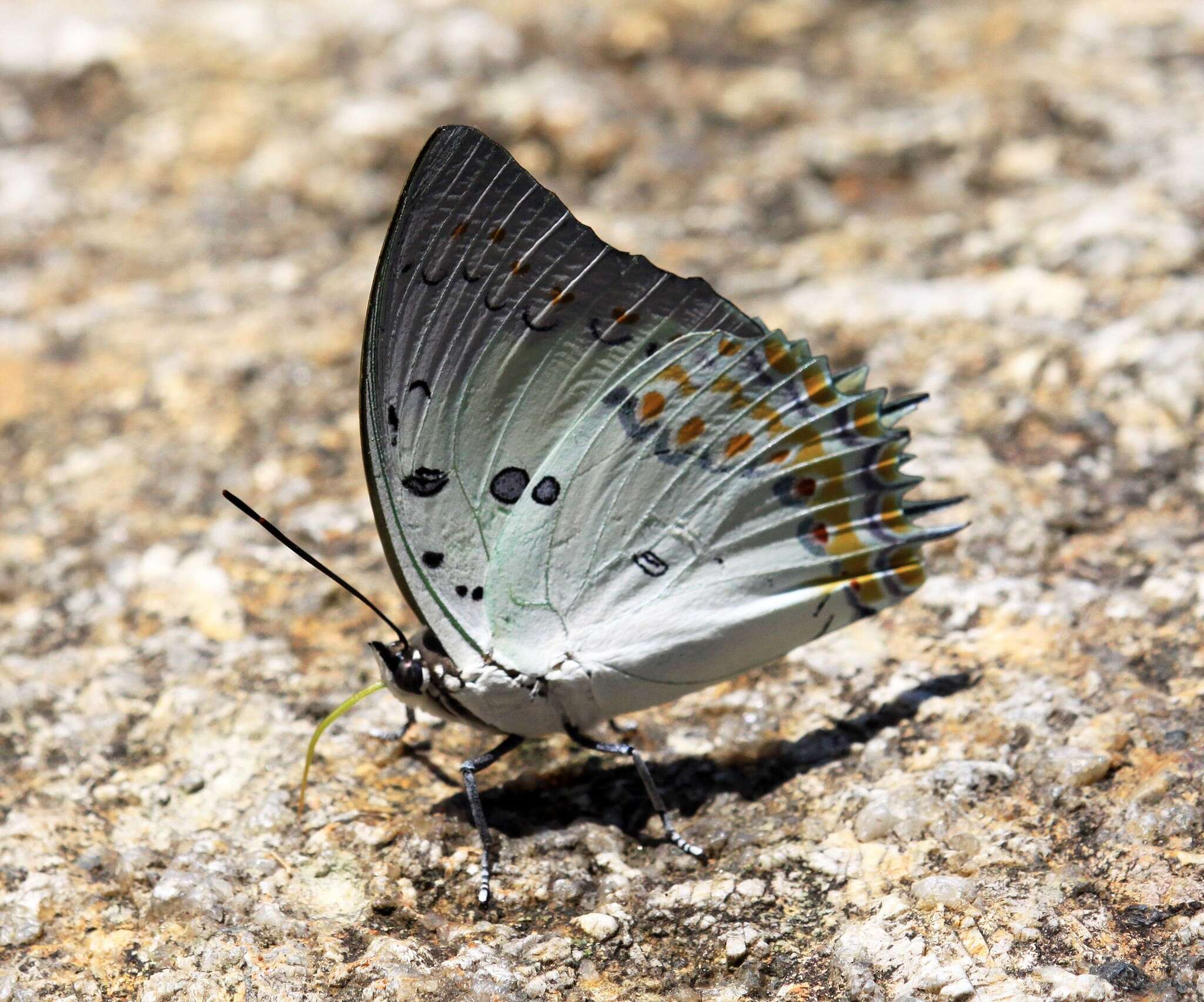 Image of Polyura delphis Doubleday 1843