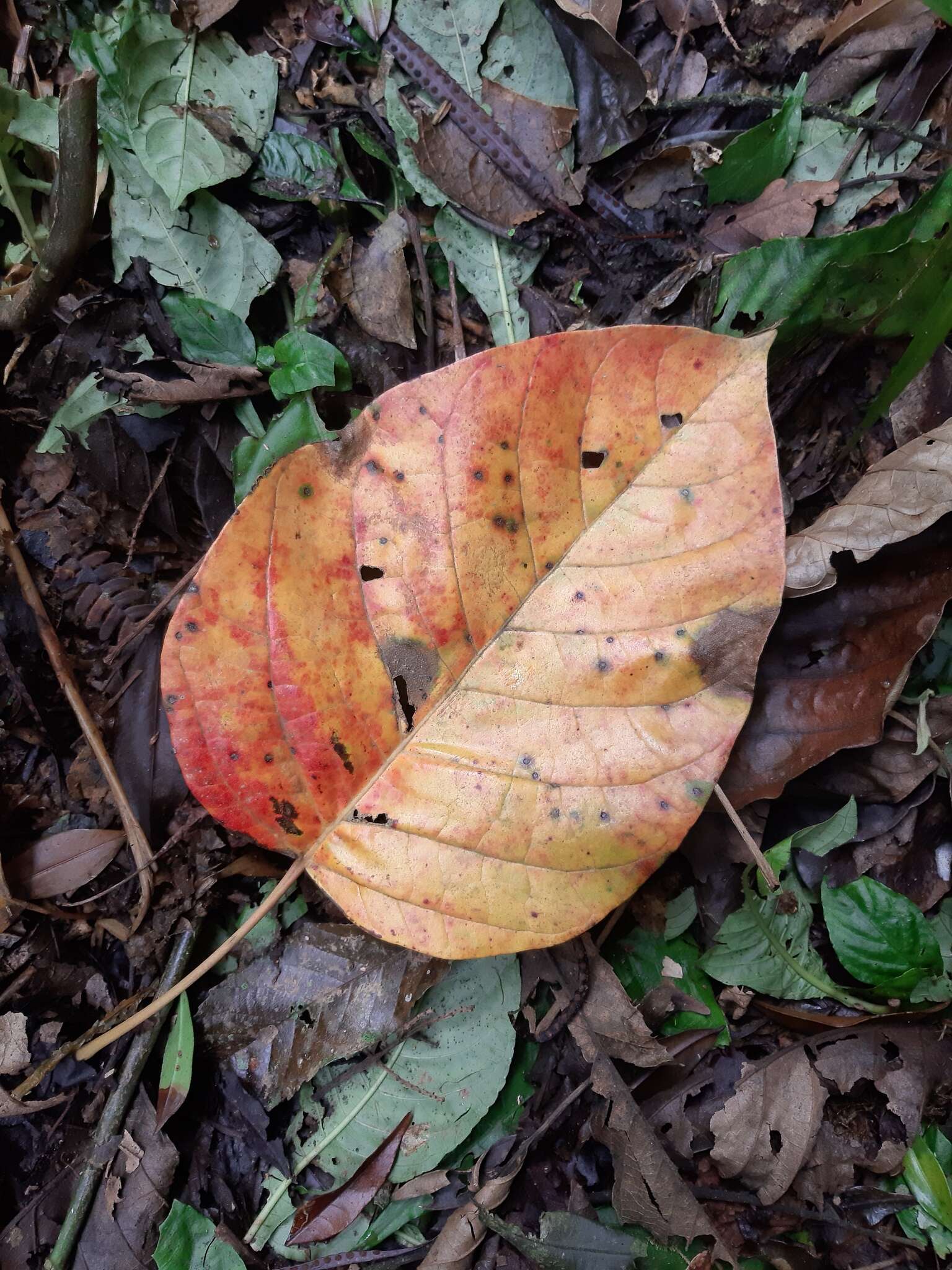 Image of Hieronyma alchorneoides Allemão